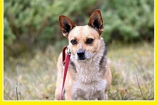 7kg,mały,przyjazny,łagodny piesek SPRAJT.Adopcja, 