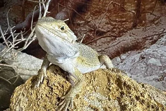Agama brodata Poznań i wysyłka Polska