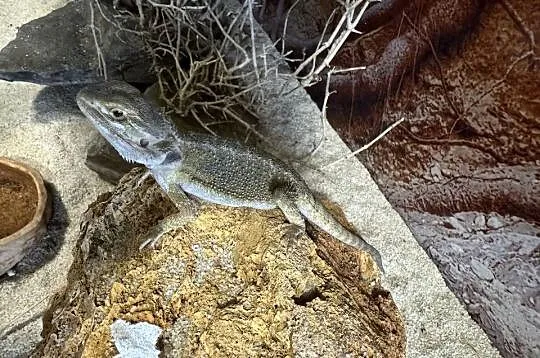 Agama brodata Poznań i wysyłka Polska, Wielkopolskie, Poznań