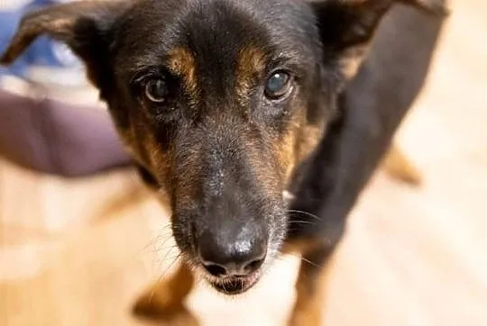 YUKA i SIMBA - ich Pani zmarła, zostały same - pilnie szukają nowego domu, Mazowieckie, Warszawa