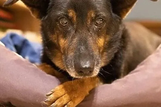 YUKA i SIMBA - ich Pani zmarła, zostały same - pilnie szukają nowego domu, Mazowieckie, Warszawa