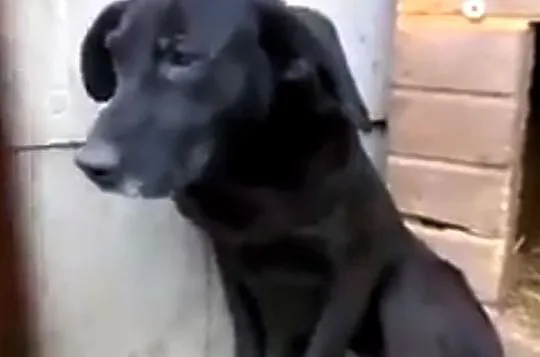 YUKA i SIMBA - ich Pani zmarła, zostały same - pilnie szukają nowego domu, Mazowieckie, Warszawa