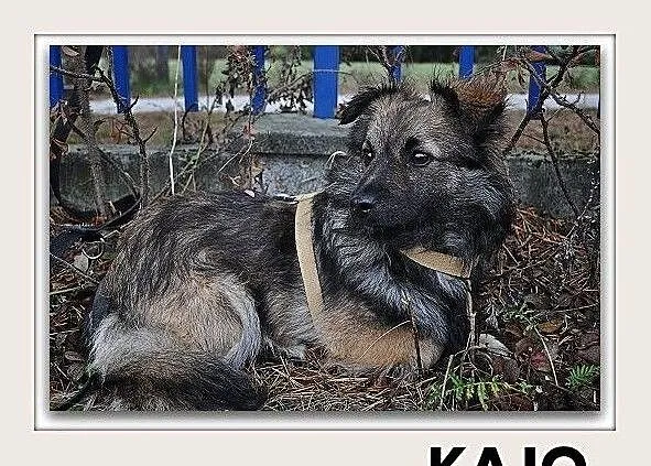 KAJO,7mies. mały,wrażliwy,łagodny,szczepiony piesek do spokojnego domu, Śląskie, Katowice
