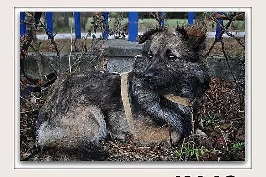 KAJO,7mies. mały,wrażliwy,łagodny,szczepiony piesek do spokojnego domu, Śląskie, Katowice