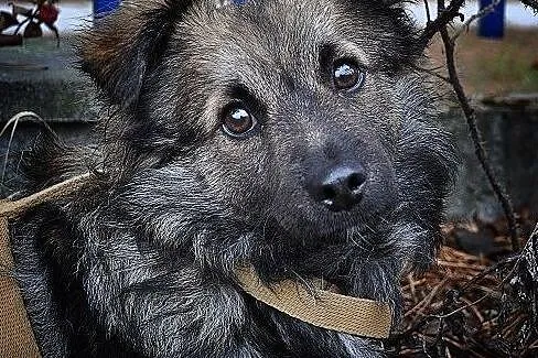 KAJO,7mies. mały,wrażliwy,łagodny,szczepiony piesek do spokojnego domu, Śląskie, Katowice