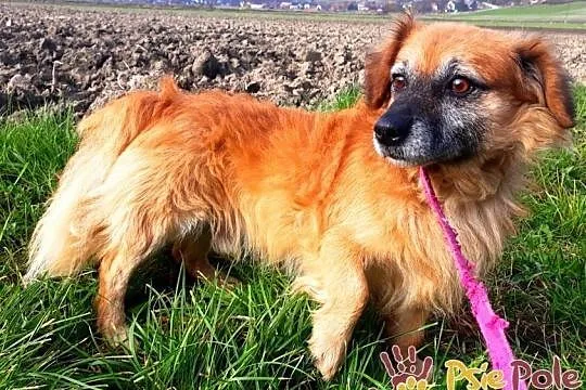 LEONEK-śliczny mały kudłaty psiak z szarym pysiem-szukamy dobrego domu, Małopolskie, Kraków