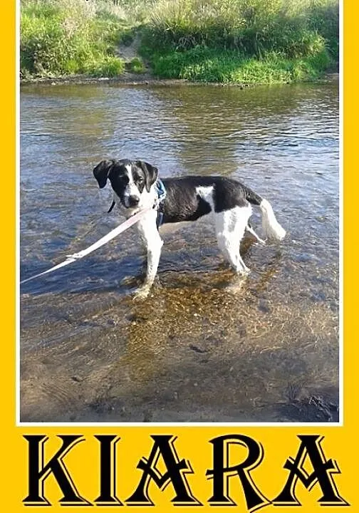 Pointer mix, młoda 8 mies. suczka KIARA,wesoła,łag