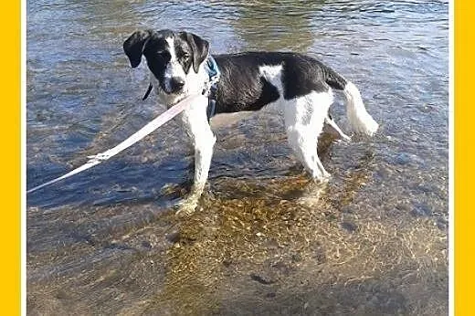 Pointer mix, młoda 8 mies. suczka KIARA,wesoła,łag