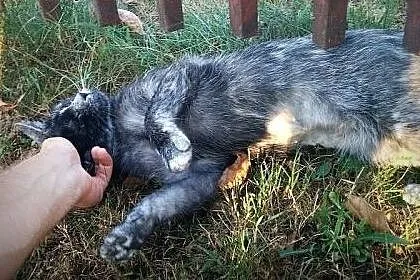 Mojra kocica o niezwykłym umaszczeniu PIEPRZ-SÓl! 