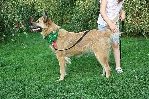 Złotowłosa, młodziutka  Auris, szuka domu !,  lube