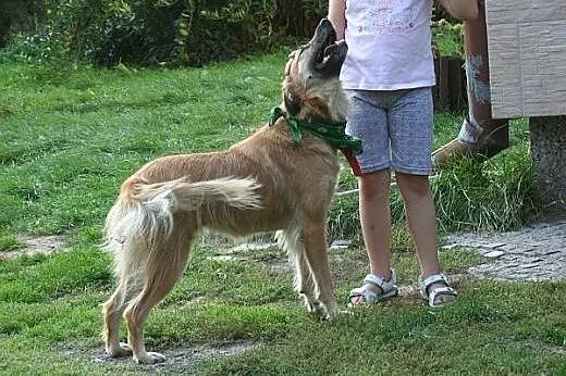 Złotowłosa, młodziutka  Auris, szuka domu !,  lube