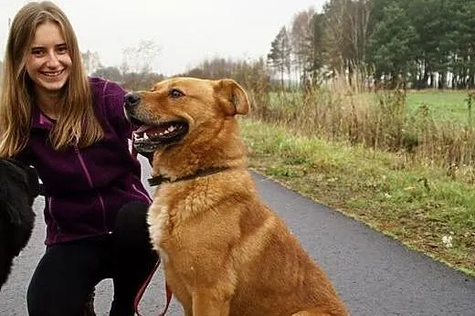 Edek- niewielki rodzinny psiak,  Kundelki cała Pol