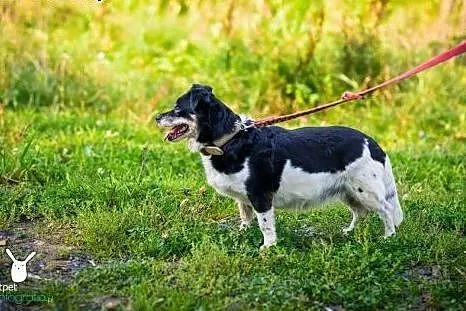 Aza gaśnie w schronisku szukamy chociażby tymczaso