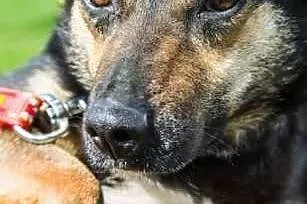 Ewitka piękna młoda sunia szuka pilnie kochającego