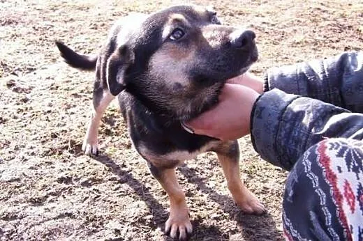 Ewitka piękna młoda sunia szuka pilnie kochającego