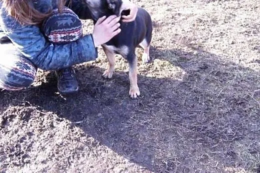 Ewitka piękna młoda sunia szuka pilnie kochającego