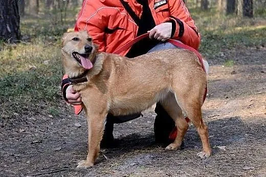 Maja, fajna sunia do domu.,  kujawsko-pomorskie Wł