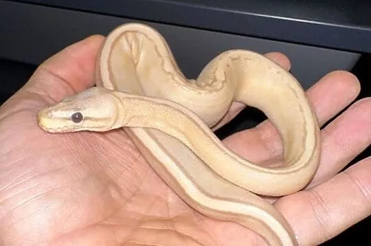 Pyton regius Banana samiczka