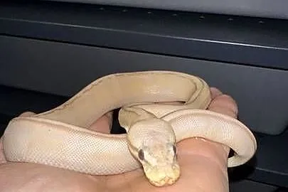 Pyton regius Banana samiczka, Kujawsko-pomorskie, Bydgoszcz