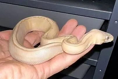 Pyton regius Banana samiczka, Kujawsko-pomorskie, Bydgoszcz