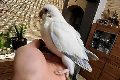 Mnichy nizinne ręcznie karmione, Mazowieckie, Sulbiny