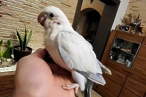 Mnichy nizinne ręcznie karmione, Mazowieckie, Sulbiny