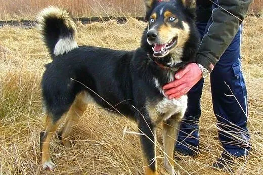 Hasan - niebieskooki psiak mix husky czeka na adopcję,  dolnośląskie Wrocław