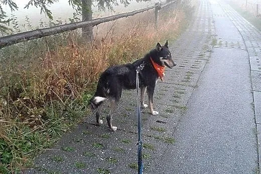 Hasan - niebieskooki psiak mix husky czeka na adop