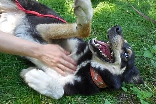 Hasan - niebieskooki psiak mix husky czeka na adop