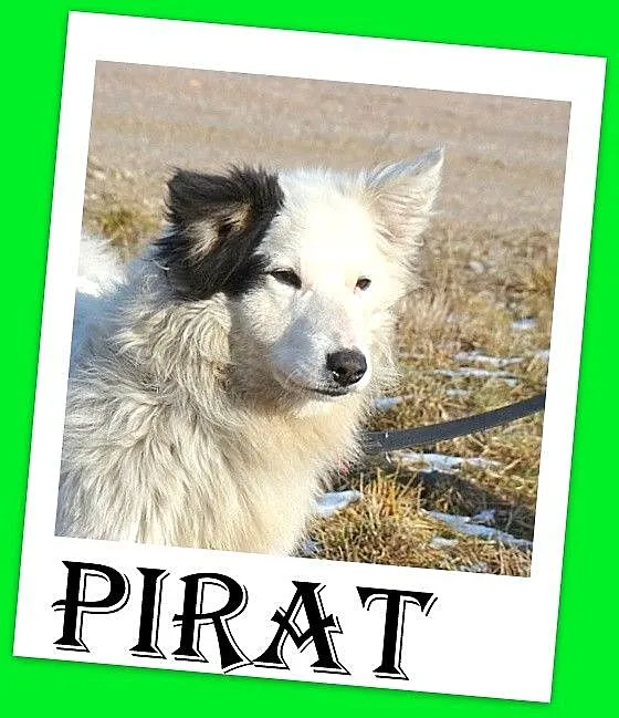 Średni 12 kg psiak PIRAT,przyjazny,kontaktowy_Adop