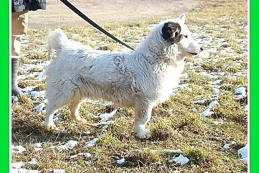 Średni 12 kg psiak PIRAT,przyjazny,kontaktowy_Adop