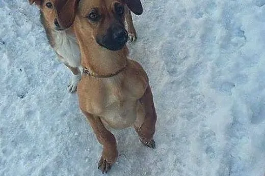 Dusia szuka domku!!! PIlne,  dolnośląskie Wrocław