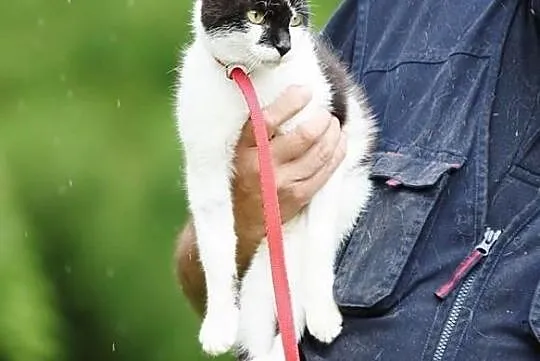 MUŃKA - wspaniała kotka gotowa do adopcji!, Łódź