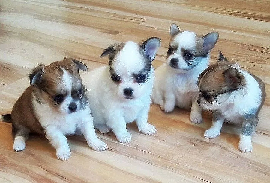 Chihuahua Piekny miniaturowe szczenieta Chihuahua, , Lublin