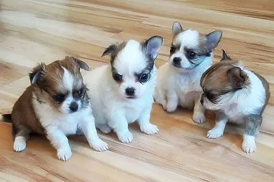 Chihuahua Piekny miniaturowe szczenieta Chihuahua, , Lublin