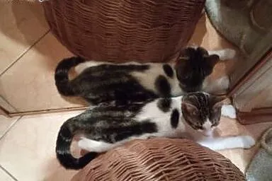 Maczkowe przytulanki mogą być twoje :),  mazowieck