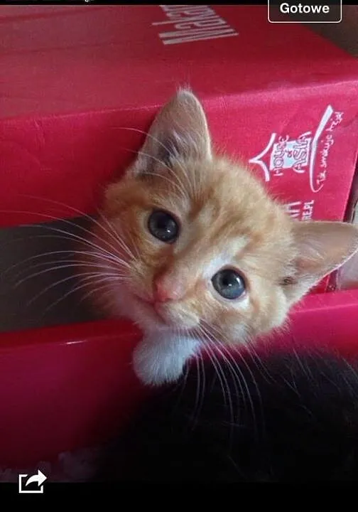 Rudy kocurek i szylkretka do wspolnej adopcji!!!,