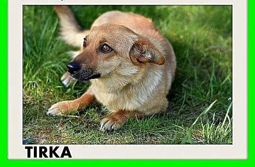 TIRKA,mała suczka,krótkie łapki,łagodna,domowa,spo