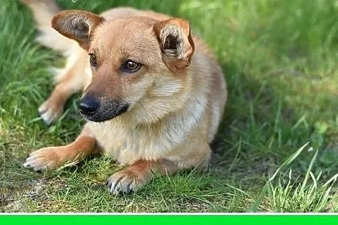 TIRKA,mała suczka,krótkie łapki,łagodna,domowa,spo
