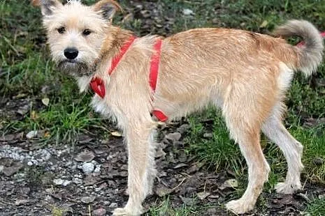 Piękny młodziutki psiak Irys,  dolnośląskie Głogów