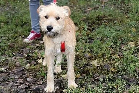 Piękny młodziutki psiak Irys,  dolnośląskie Głogów
