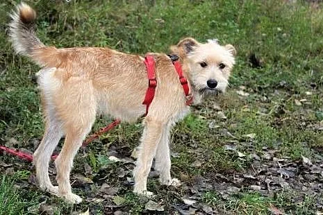 Piękny młodziutki psiak Irys,  dolnośląskie Głogów