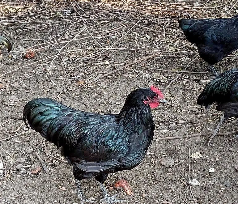 Koguty AUSTRALORP, Łódzkie, Wiechucice