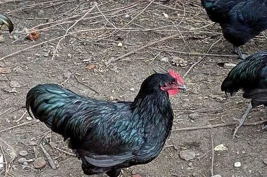 Koguty AUSTRALORP, Łódzkie, Wiechucice