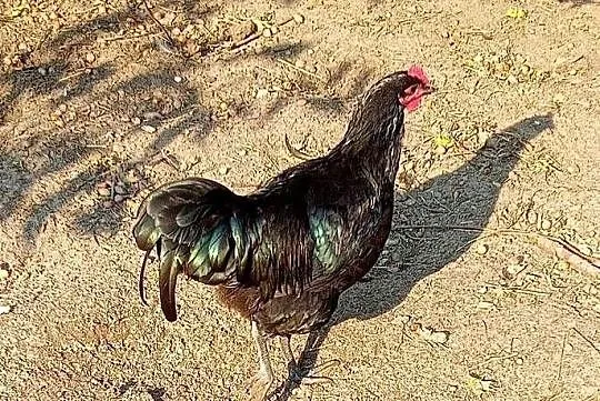Koguty AUSTRALORP, Łódzkie, Wiechucice