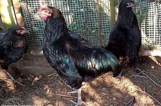 Koguty AUSTRALORP, Łódzkie, Wiechucice