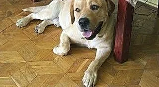 Laki, cynamonowy labrador szuka kochającego domu.