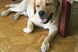 Laki,  cynamonowy labrador szuka kochającego domu.
