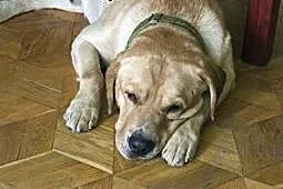 Laki,  cynamonowy labrador szuka kochającego domu.