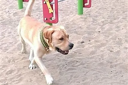 Laki,  cynamonowy labrador szuka kochającego domu.